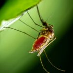 La Dengue una malattia da virus che si sta diffondendo in Europa ed in Italia: quali sono i rischi?