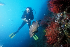 Il cioccolato fondente, un elisir di sicurezza per tutti i subacquei
